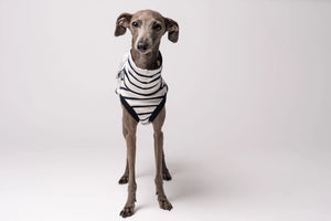 KARMA HUND - COTTON SHIRT für Italienisches Windspiel
