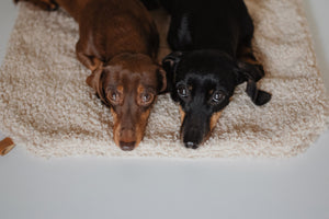Lieblingspfote - Hundedecke Nube