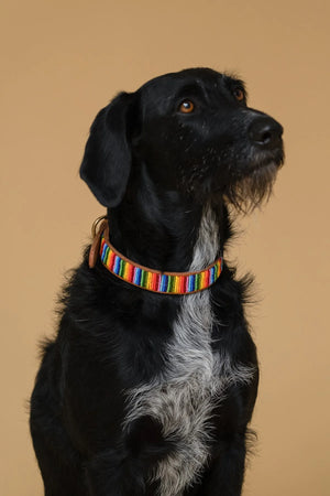 PLAKKIES - Halsband Rainbow