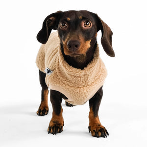 KARMA HUND - TEDDY SHIRT für Dackel Camel