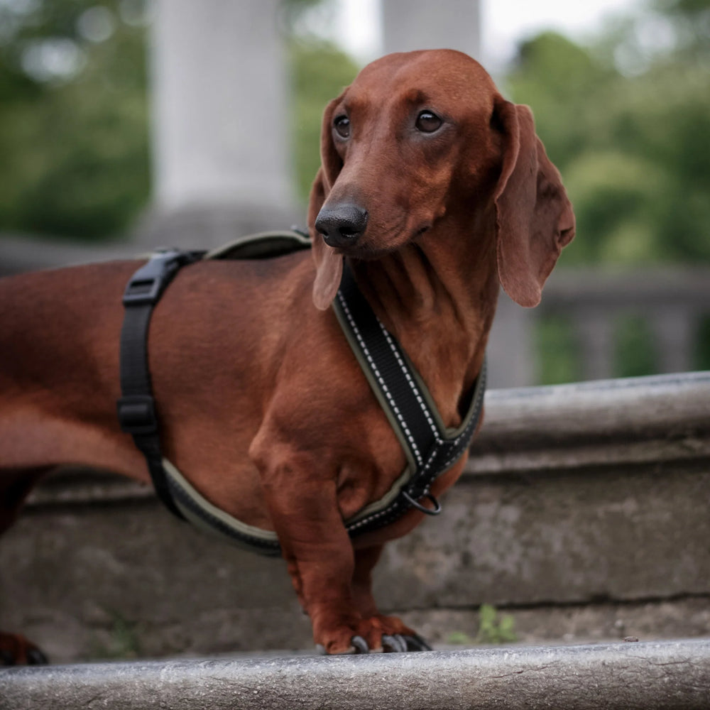 Karma Hund - Hundegeschirr für Dackel in Dark Olive