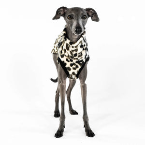 KARMA HUND - LONG SHIRT für Italienisches Windspiel Leo