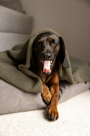 Lieblingspfote - Hundedecke aus Teddy Grün